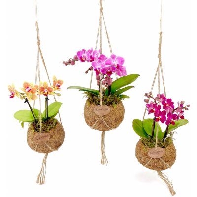 Gardners Phalaenopsis (L) Falenopsis, Můrovec – Sleviste.cz