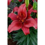 Lilie 'Salinero' 1 ks – Hledejceny.cz