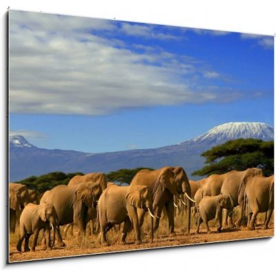 Obraz 1D - 100 x 70 cm - Kilimanjaro And Elephants Kilimanjaro a sloni – Zbozi.Blesk.cz