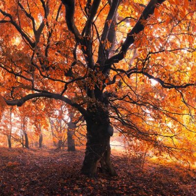 Pohlednice Strom oživlých snů – Zboží Mobilmania