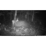 OXE Viper – Zboží Živě