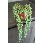 Senecio rowleyanus – Zboží Dáma