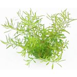 Ludwigia arcuata - Zakulacenka obloukovitá – Zboží Dáma