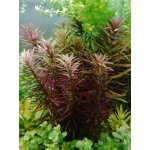 Limnophila aromatica - Bahnatka vonná – Hledejceny.cz