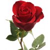 TrigonMedia Růže aroma esenciální vonný olej 10 ml