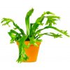 Květina Gardners Asplenium Nidus Crissie, průměr 12 cm Sleziník hnízdnatý, ptačí hnízdo