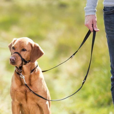 Trixie Ohlávka pro psy proti táhnutí Top Trainer L 31 cm – Hledejceny.cz