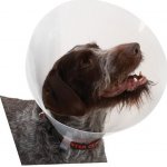 Kruuse Buster Classic Collar Plastový ochranný límec 20 cm – Zboží Dáma