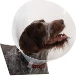 Kruuse Buster Classic Collar Plastový ochranný límec 20 cm – Sleviste.cz