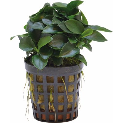 Anubias nana mini – Zboží Dáma