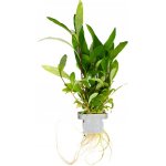 Hygrophila corymbosa Siamensis 53B – Hledejceny.cz