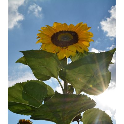 Slunečnice King Kong - Helianthus annuus - semena - 6 ks