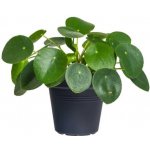 Pilea, Pilea peperomioides, průměr květináče 12 cm – Zboží Dáma