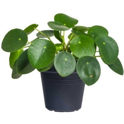 Pilea, Pilea peperomioides, průměr květináče 12 cm – Zboží Dáma