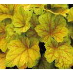 GREENBOSS FLOWER Dlužicha 'Electra' Průměr květináče: 9 až 12 cm – Zboží Dáma