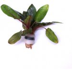 Cryptocoryne wendtii brown - Kryptokoryna Wendtova Brown – Sleviste.cz