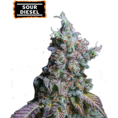 Seedstockers Sour Diesel AUTO semena neobsahují THC 1 ks – Hledejceny.cz