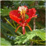 Ohňový strom - Delonix regia - semena - 6 ks – Hledejceny.cz