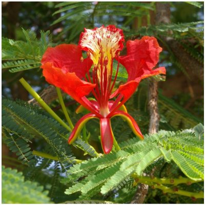Ohňový strom - Delonix regia - semena - 6 ks – Hledejceny.cz