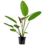 Echinodorus barthii – Sleviste.cz