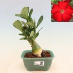 e-bonsai Pokojová bonsai - Adenium obesum Red Star - Pouštní růže – Zboží Dáma