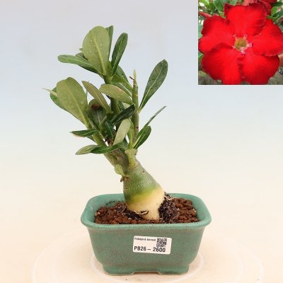 e-bonsai Pokojová bonsai - Adenium obesum Red Star - Pouštní růže – Zboží Dáma
