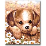 Zuty Malování podle čísel ŠTĚŇÁTKO – Hledejceny.cz