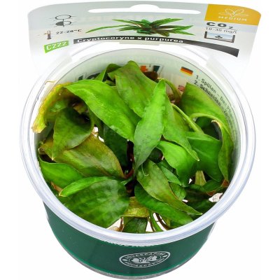 Cryptocoryne x purpurea – Hledejceny.cz