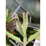 Naduť madagaskarská – Sleviste.cz