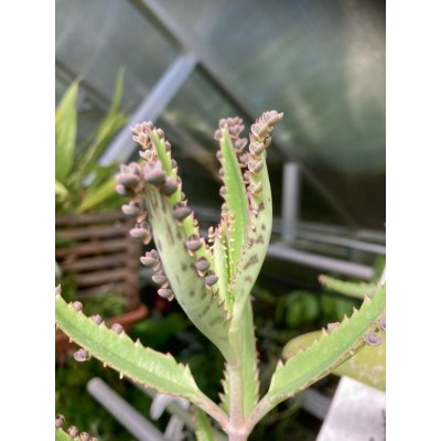 Naduť madagaskarská – Sleviste.cz