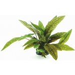 Cryptocoryne x purpurea – Hledejceny.cz