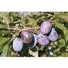 Osivo a semínko Slivoň švestka BIO FloraSelf Bio Prunus domestica 'Hanita'® 100-150 cm květináč 6 l