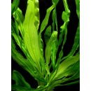 Echinodorus horemanii green - Šípatkovec horemanii green