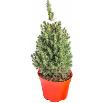 Smrk sivý Conica Picea glauca kontejnerovaný stromek vysoký 50 60 cm – Zboží Dáma