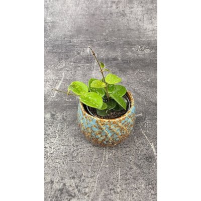 Hoya Mathilde mini – Zboží Dáma