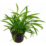 Echinodorus tenellus - Šípatkovec jemný – Zboží Dáma