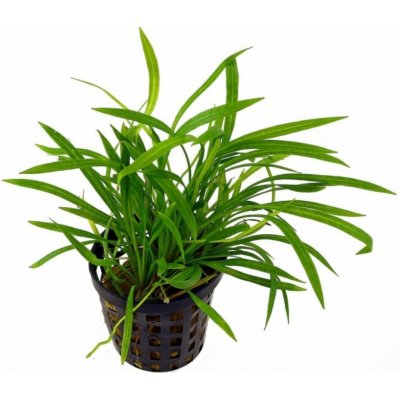 Echinodorus tenellus - Šípatkovec jemný – Zboží Dáma