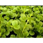 Lysimachia aquatica - Vrbina vodní – Zboží Mobilmania