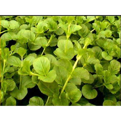 Lysimachia aquatica - Vrbina vodní – Zboží Mobilmania