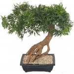Luxusní umělý strom ARALIA BONSAI, 60cm – Sleviste.cz
