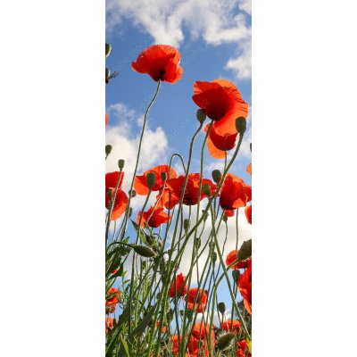 WEBLUX 437119946 Samolepka na dveře fólie Red poppy flowers against the sky. Shallow depth of field Červené květy máku proti obloze. Malá hloubka ostrosti rozměry 90 x 220 cm – Zboží Mobilmania