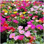 Šrucha směs barev Portulaca grandiflora osivo šruchy 300 ks – Sleviste.cz