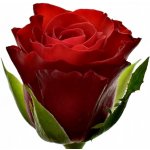 Červená růže RED RIBBON 40cm (M) – Hledejceny.cz