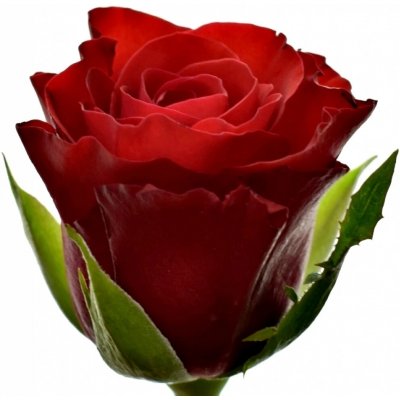 Červená růže RED RIBBON 40cm (M) – Hledejceny.cz