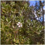 Woolly Tea Tree - Leptospermum lanigerum - osivo čajovníku - 20 ks