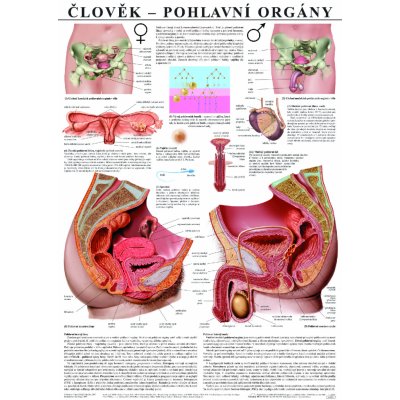 SCIENTIA Pohlavní orgány - anatomický plakát – Zboží Mobilmania