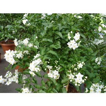 SOLANUM JASMINOIDES - LILEK JASMÍNOKVĚTÝ