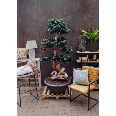 Fíkus, Ficus microcarpa, bonsaj Hankan 2 , průměr květináče 75 cm – Zboží Mobilmania