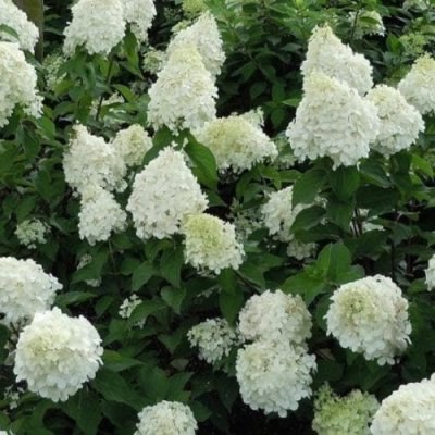 Hydrangea pan. 'Silver Dollar' Prodejní velikost: 030/040, Velikost hrnku: 7,5 l – Zboží Mobilmania