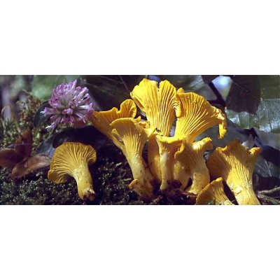 PLANTO Liška obecná ( Cantharellus cibarius ) mykorhyzní mycelium PO-SM-LO – Zbozi.Blesk.cz